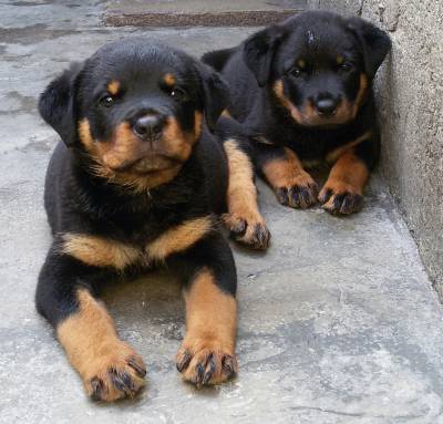 FILHOTES DE ROTTWEILER