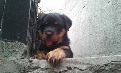 FILHOTES DE ROTTWEILER