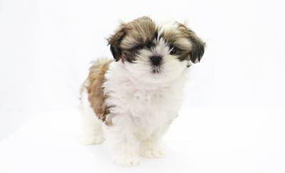 FILHOTES DE SHIH TZU