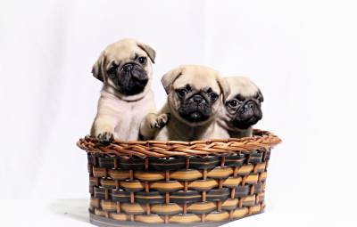 Filhotes de Pug machos e fêmeas Filhotes de Pug machos e fêmeas