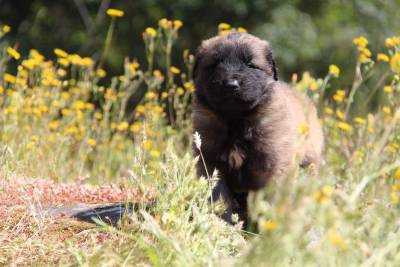 Cachorro Serra da Estrela com LOP e afixo Cachorro Serra da Estrela com LOP e afixo