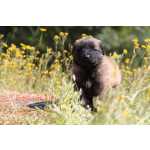 Co Serra Da Estrela Cachorro Serra da Estrela com LOP e afixo Porto Gondomar