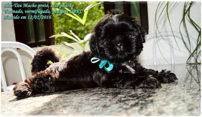 Shih-Tzu filhotes - Canil Especializado