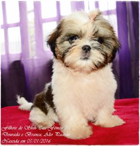 Shih-Tzu filhotes - Canil Especializado