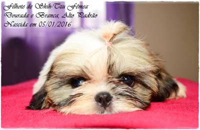 Shih-Tzu filhotes - Canil Especializado