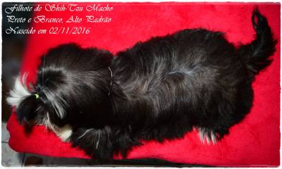 Shih-Tzu filhotes - Canil Especializado