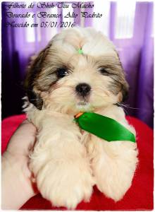 Shih-Tzu filhotes - Canil Especializado