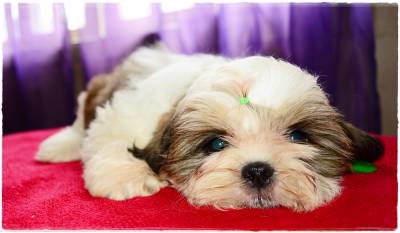 Shih-Tzu filhotes - Canil Especializado