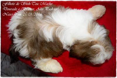 Shih-Tzu filhotes - Canil Especializado