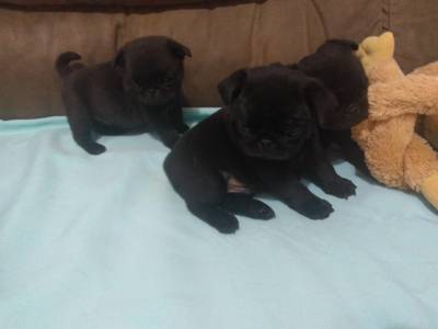 Filhotes de pug 