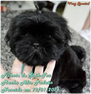 Shih-Tzu Preto Espetacular Canil Especializado