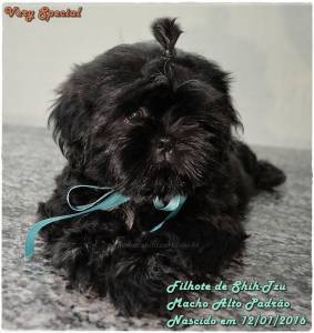 Shih-Tzu Preto Espetacular Canil Especializado