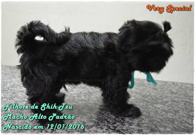 Shih-Tzu Preto Espetacular Canil Especializado