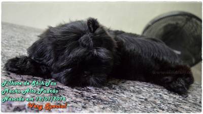 Shih-Tzu Preto Espetacular Canil Especializado