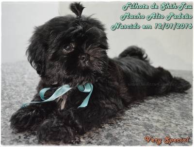 Shih-Tzu Preto Espetacular Canil Especializado