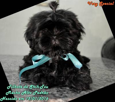 Shih-Tzu Preto Espetacular Canil Especializado