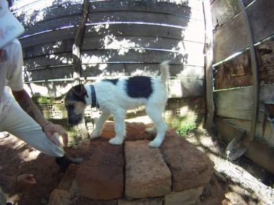 FILHOTE DE FOX TERRIER PELO DE ARAME