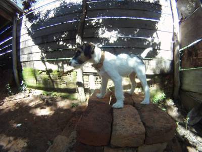 FILHOTE DE FOX TERRIER PELO DE ARAME