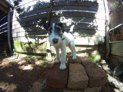 FILHOTE DE FOX TERRIER PELO DE ARAME