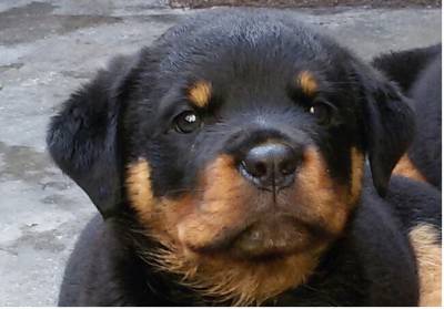 FILHOTES DE ROTTWEILER pagto em Doze vezes