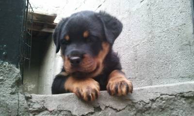 FILHOTES DE ROTTWEILER pagto em Doze vezes