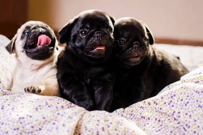 Filhotes de Pug