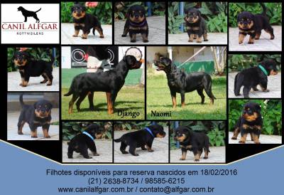 Rottweilers - As mais nobres e premiadas linhagens