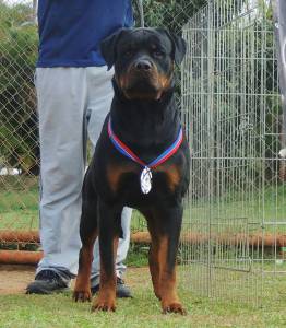 Rottweilers - As mais nobres e premiadas linhagens