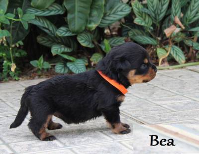 Rottweilers - As mais nobres e premiadas linhagens