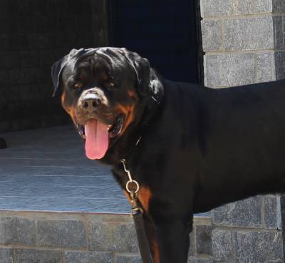 Rottweilers - As mais nobres e premiadas linhagens