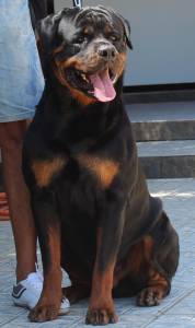 Rottweilers - As mais nobres e premiadas linhagens