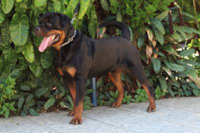 Rottweilers - As mais nobres e premiadas linhagens