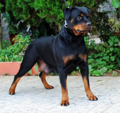 Rottweilers - As mais nobres e premiadas linhagens