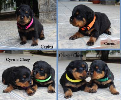 Rottweilers - As mais nobres e premiadas linhagens