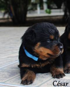 Rottweilers - As mais nobres e premiadas linhagens