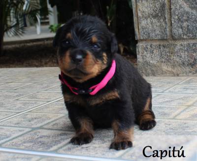 Rottweilers - As mais nobres e premiadas linhagens