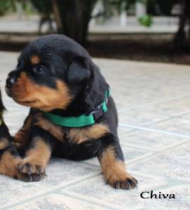 Rottweilers - As mais nobres e premiadas linhagens