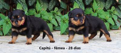 Rottweilers - As mais nobres e premiadas linhagens