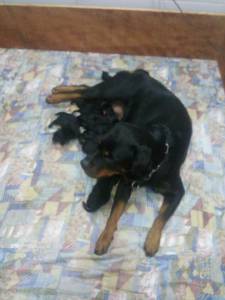 Rottweilers - As mais nobres e premiadas linhagens