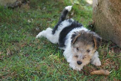 FOX TERRIER PELO DURO