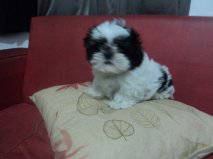 SHIHTZU MACHINHOS PANDAS ITAQUERA