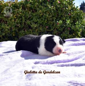 NINHADA BORDER COLLIE GARDELCAN