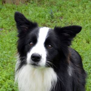 NINHADA BORDER COLLIE GARDELCAN