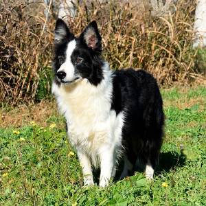 NINHADA BORDER COLLIE GARDELCAN