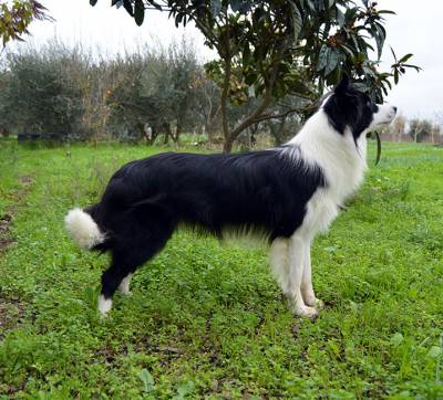 NINHADA BORDER COLLIE GARDELCAN