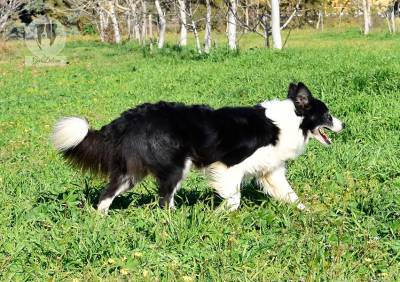 NINHADA BORDER COLLIE GARDELCAN