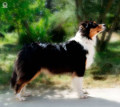 NINHADA BORDER COLLIE GARDELCAN