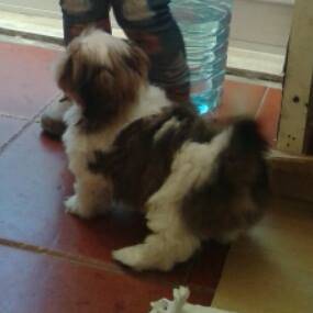 SHIH TZU MACHO TRICOLOR