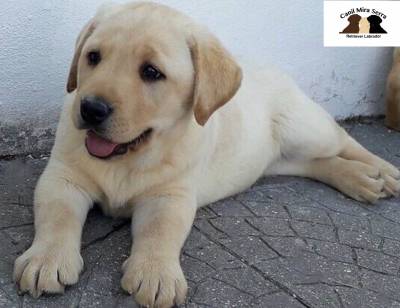 Labradores Bege