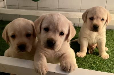 Labradores Bege